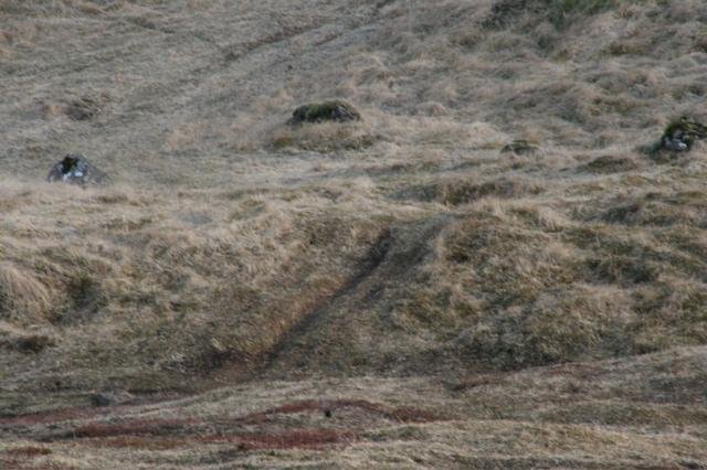 Akstur torfærutækja