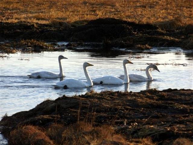 Glæsilegt umhverfi Vogatjarnar og Aragerðis