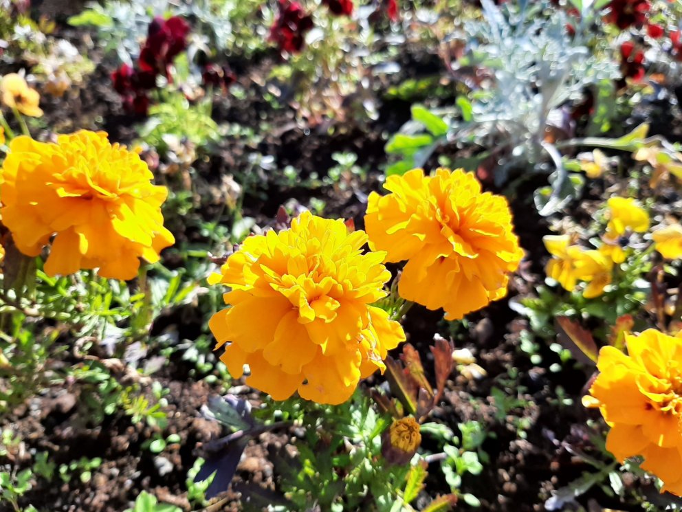 Tilnefningar til umhverfisviðurkenninga Voga 2021