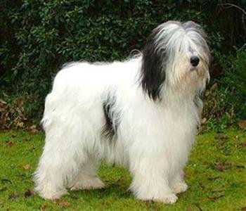 Hundaeigendur athugið