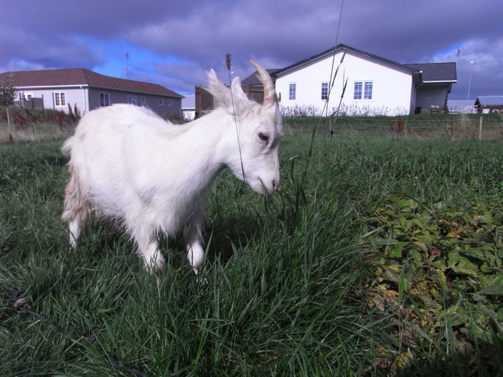 Sveitamarkaður Hlöðunnar