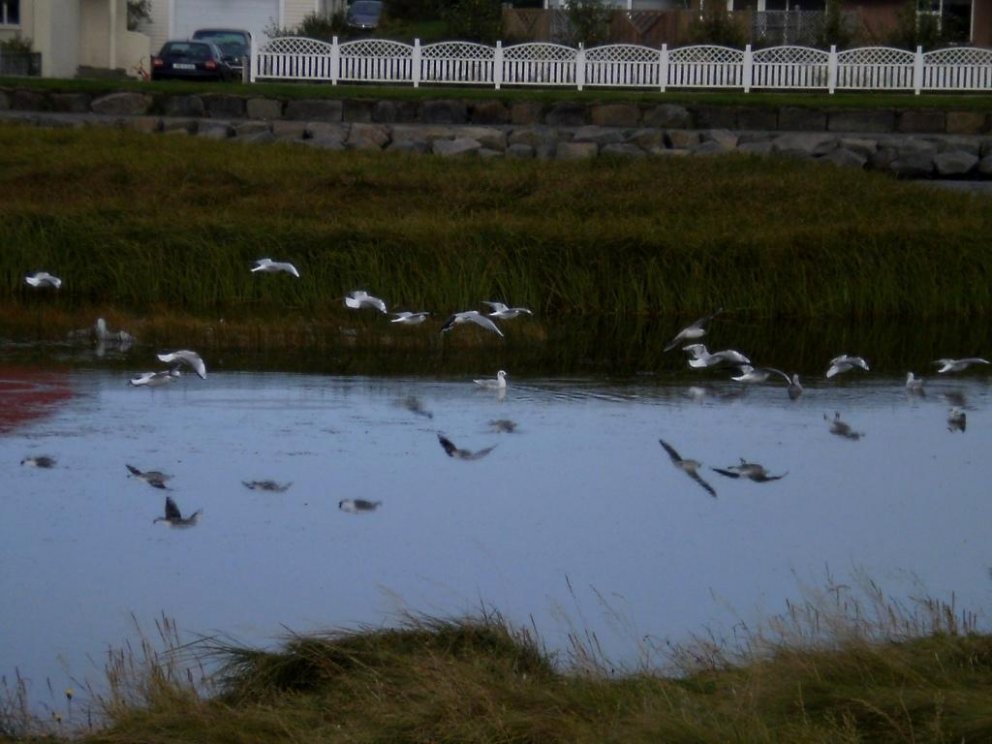 Fuglalíf við Vogatjörn.
