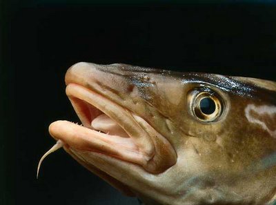 Auglýsing vegna úthlutunar byggðakvóta á fiskveiðiárinu 2010/2011