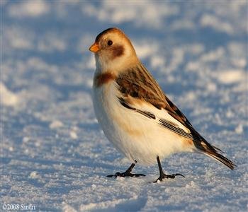 Munum eftir smáfuglunum