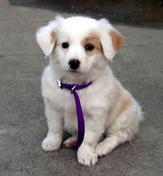 Skráðir hundar í Sveitarfélaginu Vogum