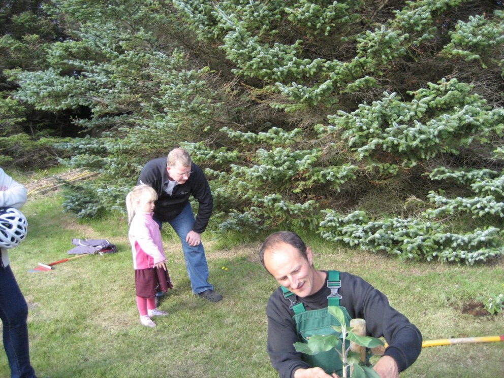 Ávaxtatré í Aragerði