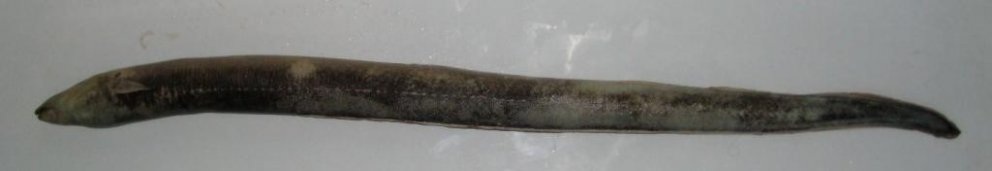 Áll finnst við Vogatjörn