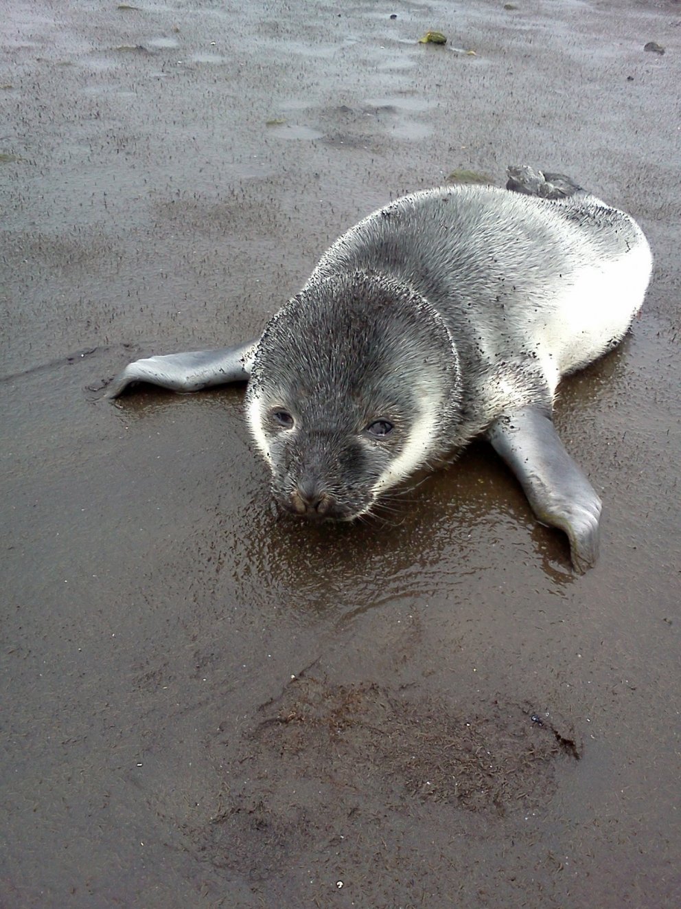 Kópi bjargað úr fjörunni