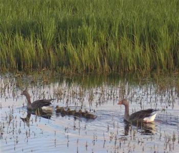 Fræðsluskilti við Vogatjörn og fjöru