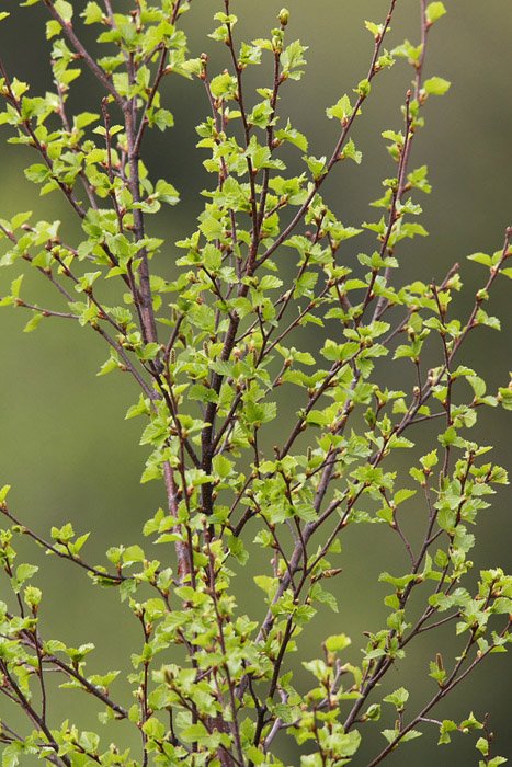 Aðalfundur Skógfells