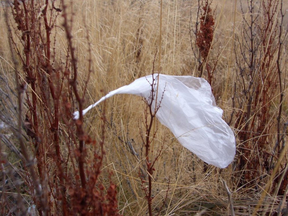 Viltu vera með á umhverfisvaktinni 2024?