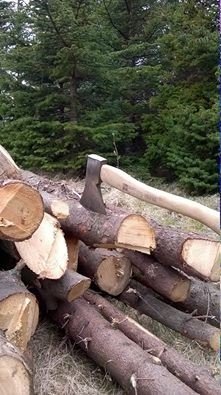 Skógfell skógræktarfélag auglýsir