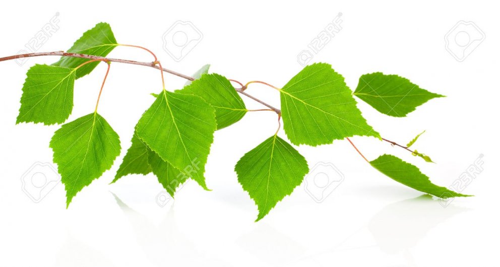 Skóg- og trjárækt í þéttbýli