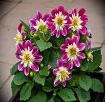 Umhverfisverðlaun 2017