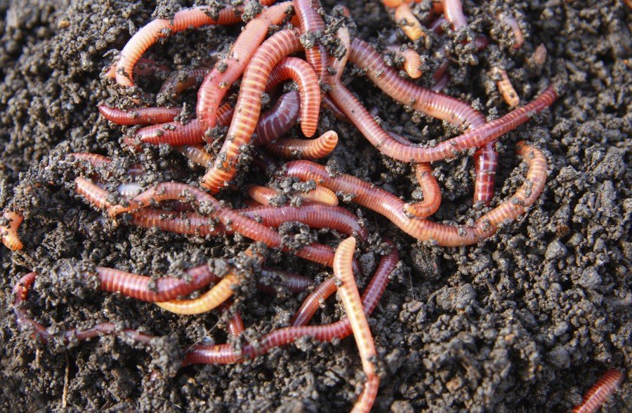 Moltugerð heimavið