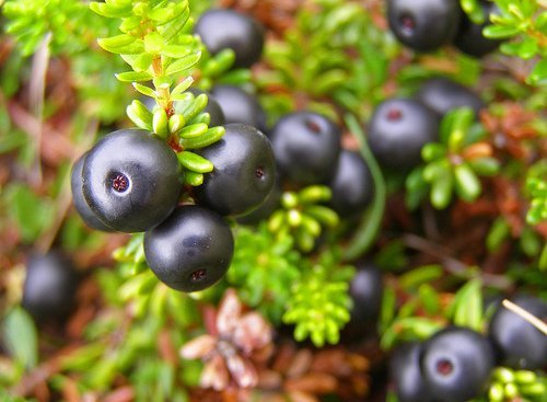 Neysla berja og matjurta í skugga eldgoss