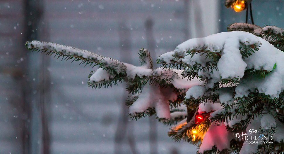 Myndir Rafns Sigurbjörnssonar á heimasíðu