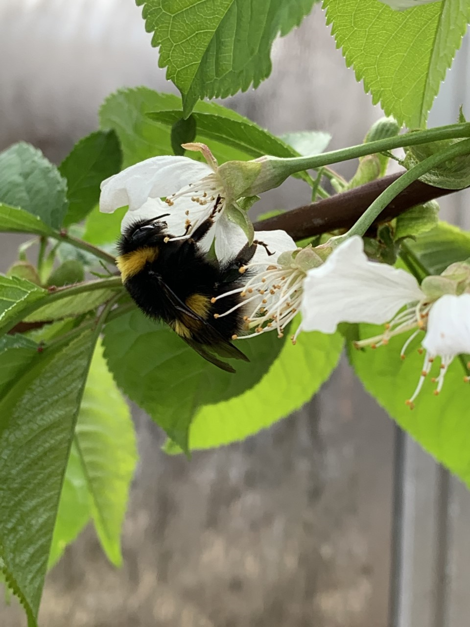 Lokasprettur Umhverfisdaga Sveitarfélagsins Voga 2020