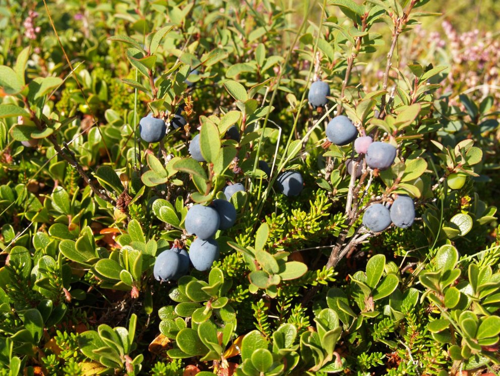 Gróður á lóðarmörkum