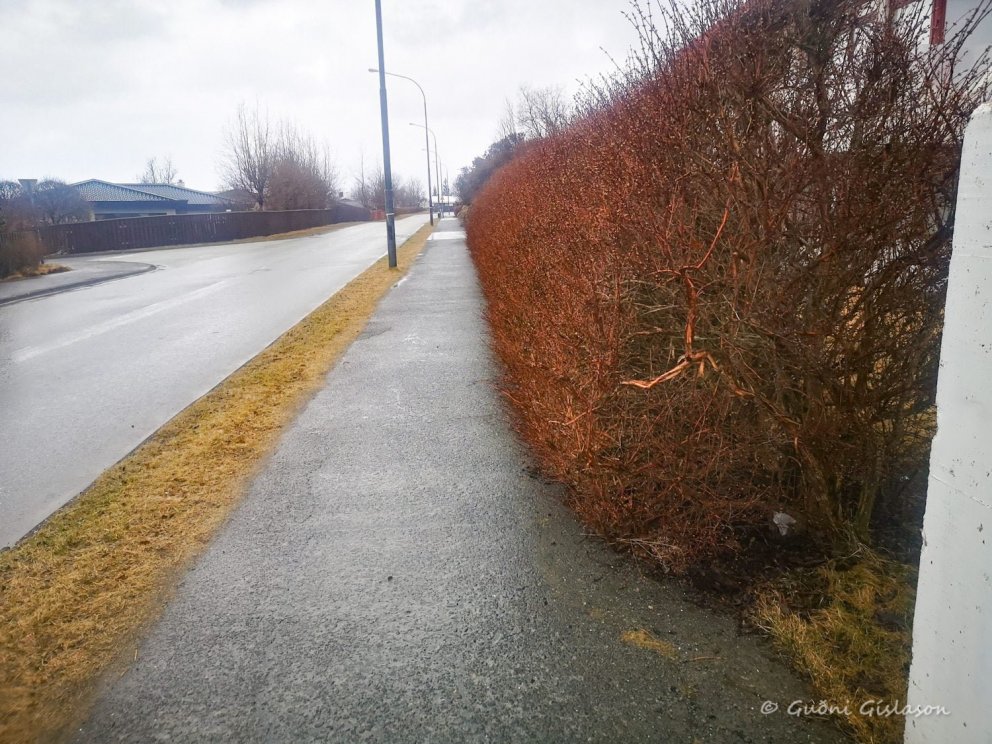 Gróður á lóðamörkum