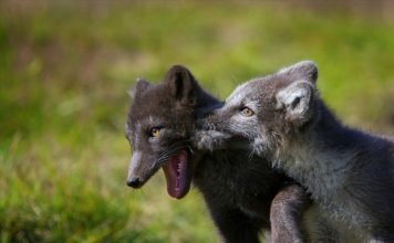 Erindi um rannsóknir á refum