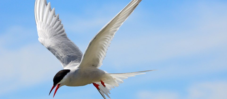 Hefur þú fundið dauða villta fugla nýverið?