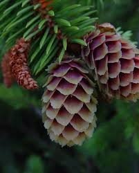 Aðalfundur Skógræktarfélagsins Skógfells.