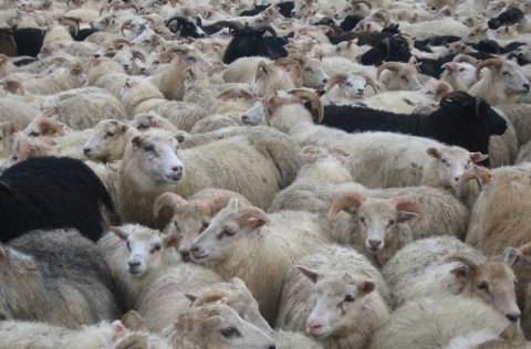 Réttardagurinn í Grindavík