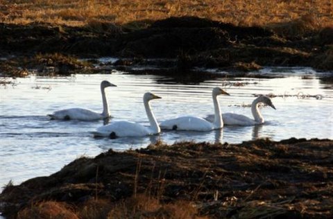 Glæsilegt umhverfi Vogatjarnar og Aragerðis