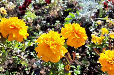 Tilnefningar til umhverfisviðurkenninga Voga 2021