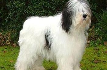 Hundaeigendur athugið