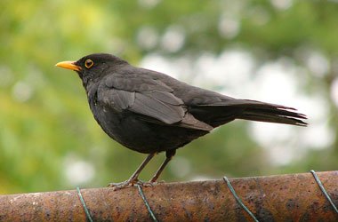 Svartþröstur syngur í Vogum