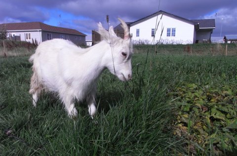 Sveitamarkaður Hlöðunnar