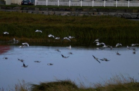 Fuglalíf við Vogatjörn.