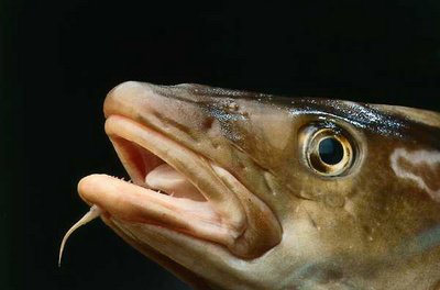 Auglýsing vegna úthlutunar byggðakvóta á fiskveiðiárinu 2010/2011