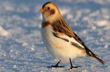 Munum eftir smáfuglunum