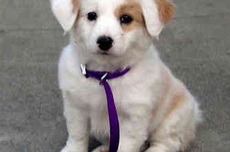 Skráðir hundar í Sveitarfélaginu Vogum