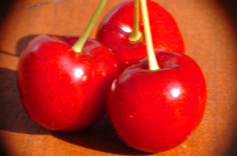 Ávaxtatré gróðursett í Vogum