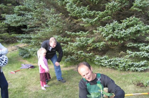 Ávaxtatré í Aragerði