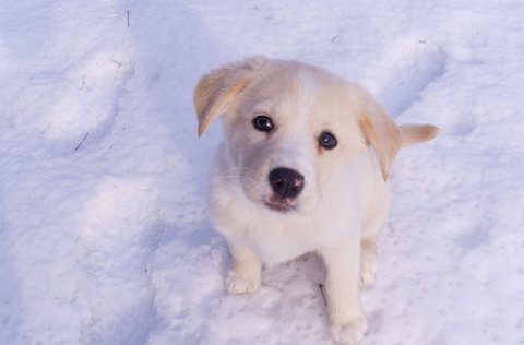 Hundaeigendur athugið