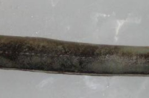 Áll finnst við Vogatjörn