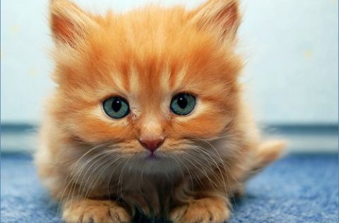 Áminning til kattaeigenda