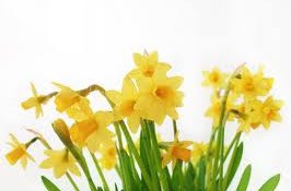 Blómasala Lionsklúbbsins Keilis