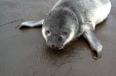 Kópi bjargað úr fjörunni