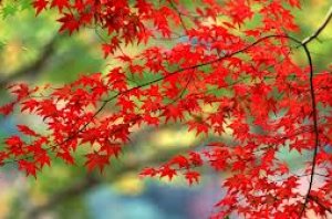 Haustfagnaður eldri borgara á Suðurnesjum