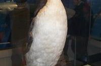 Sagnakvöld í Fræðasetrinu í Sandgerði