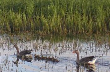 Fræðsluskilti við Vogatjörn og fjöru
