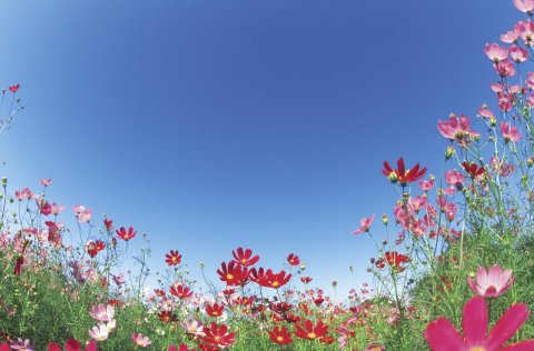 Umhverfisdagar á Suðurnesjum