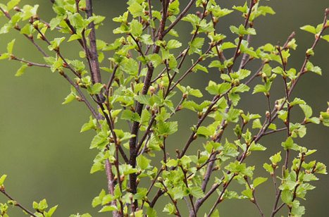 Aðalfundur Skógfells