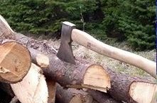 Skógfell skógræktarfélag auglýsir